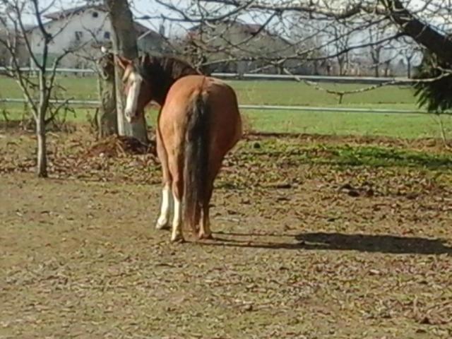 B&B Cm Ranch Cuneo Buitenkant foto